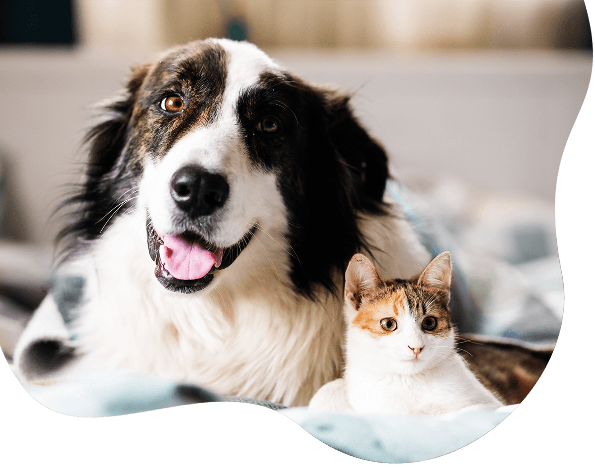 adorable border collie mix dog and a cat together