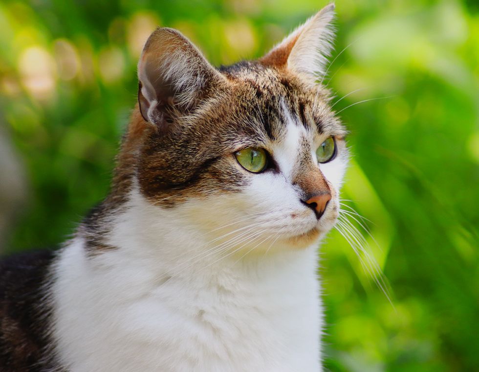 adorable cat sitting in the garden