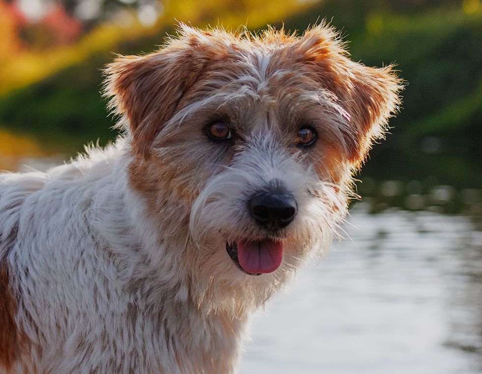 furry jack russell dog near a lake with a sunset view