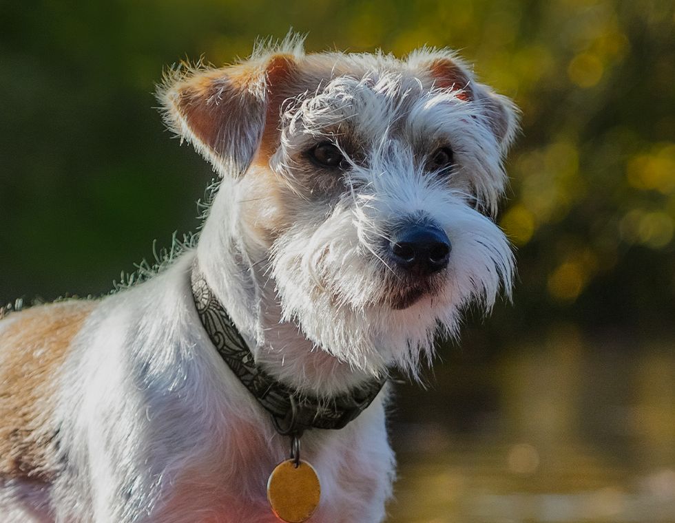 white and brown furry dog near a lake