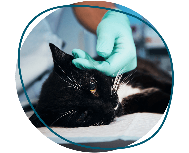 black cat waiting for surgery