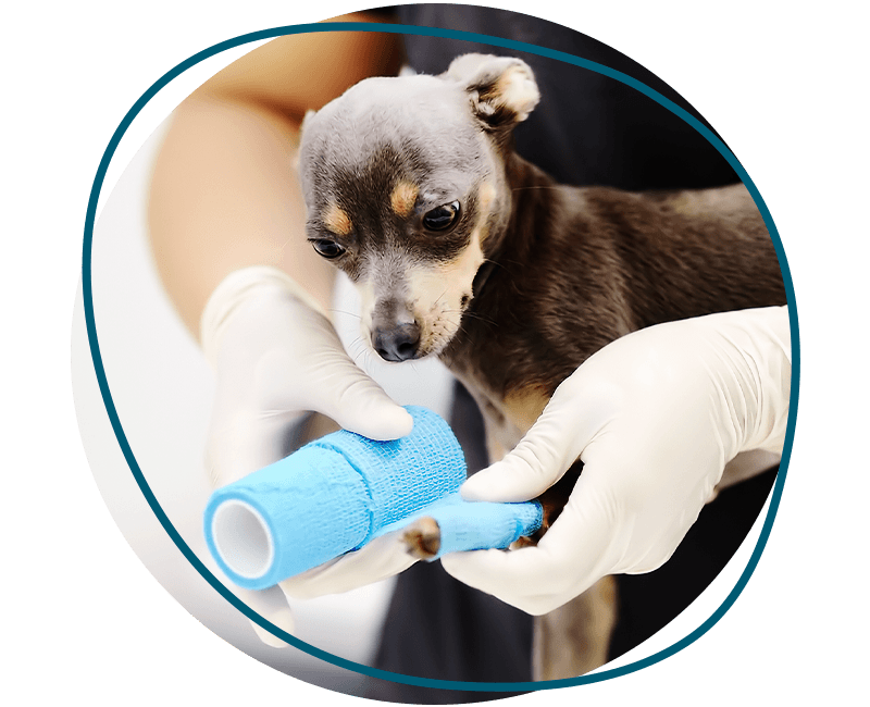vet bandaging little dog's paw