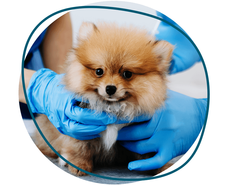veterinarian vaccinating chihuahua dog