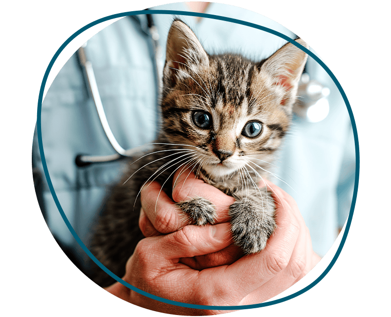 vet holding an adorable striped kitten